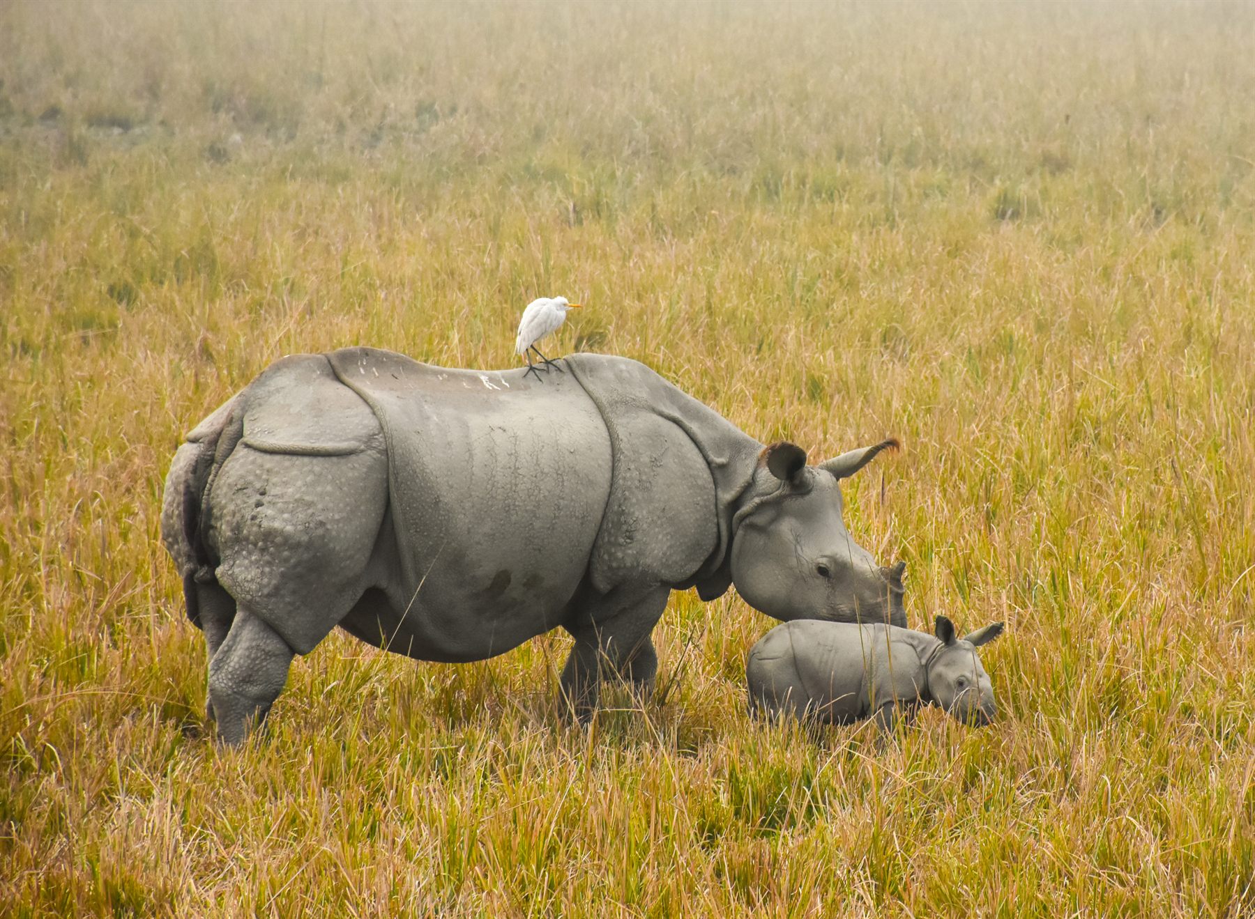 Greater one-horned rhino and calf in tall grass, an egret on the mother’s back